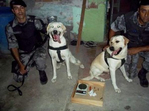Cães da Brigada ajudaram na localização da droga