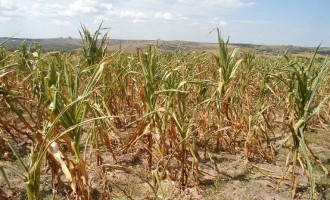 EMATER : Efeitos da estiagem refletem nas culturas de verão no RS