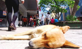 CONVÊNIO  : Mais de 4 mil animais de rua já foram castrados