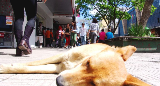 CONVÊNIO  : Mais de 4 mil animais de rua já foram castrados