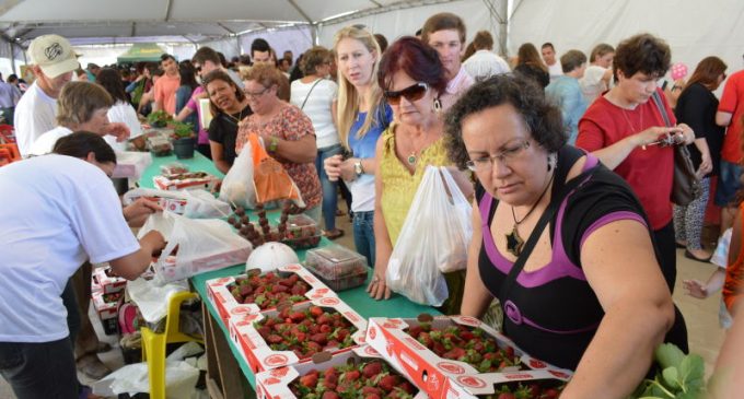 Festa Municipal do Morango terá 38 estandes da agricultura familiar