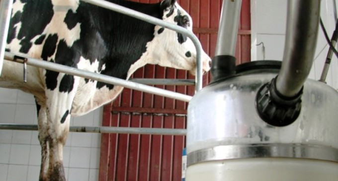 Produtores de leite vão usar medicamento homeopático para controlar moscas