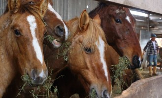 Prefeitura realiza doação de cavalos apreendidos