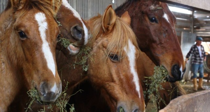 Prefeitura realiza doação de cavalos apreendidos