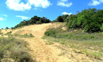 Praga verde ameaça dunas do Laranjal