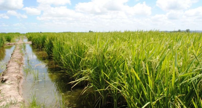 PROJETO DE LEI : Cálculo do preço mínimo para o arroz
