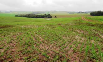 GRÃOS DE INVERNO : Excesso de chuvas prejudica lavouras