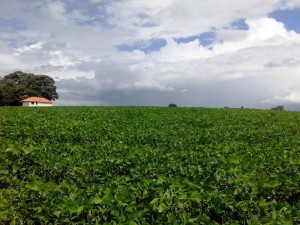 CULTURA de soja deve registrar redução de 18% na região de Pelotas