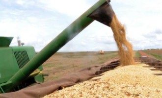 AGRONEGÓCIO : Soja impulsiona aumento das exportações