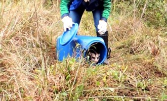 CRISTAL : Equipe de resgate de fauna da BR-116 recoloca gambá-de-orelha-branca