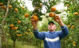 Citricultores gaúchos registram perdas em função do clima