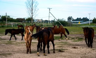 Cadastro para adotar cavalo pode ser feito até hoje