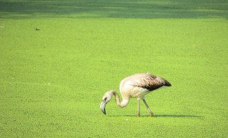 Flamingo-chileno é registrado pela Gestão Ambiental da BR-116/RS