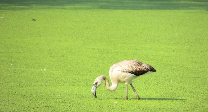 Flamingo-chileno é registrado pela Gestão Ambiental da BR-116/RS