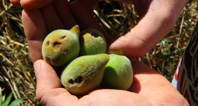 Perdas no cultivo do pêssego podem chegar a 40%, aponta IBGE