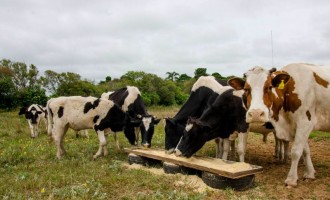 CHEIAS : Prefeitura trata animais recolhidos