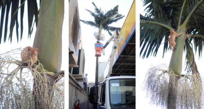 INUSITADO: Gato fica preso em palmeira com cerca de 13m de altura