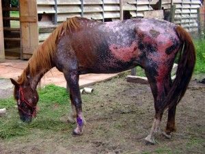 DOENÇAS em cavalos não tem tratamento nem vacina