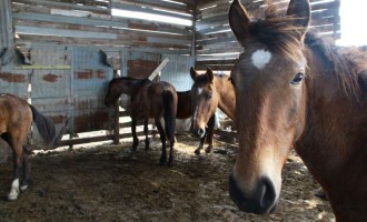 PROTEÇÃO AOS ANIMAIS : Comitê propõe cartilha para ações