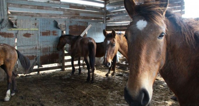 Hospedaria fará nova doação de cavalos