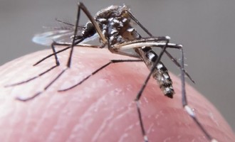 Brasil vai enfrentar primeiro verão com dengue, chikungunya e Zika