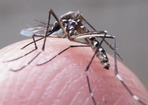Os focos – que indicam que o Aedes aegypti esteve no local – foram encontrados em “armadilhas” colocadas pela prefeitura para monitorar a incidência do mosquito. 