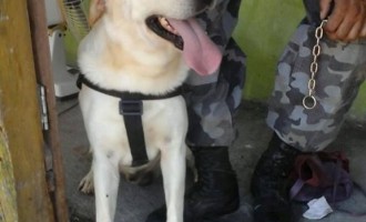 LABRADOR : Cão da BM ajuda a encontrar drogas