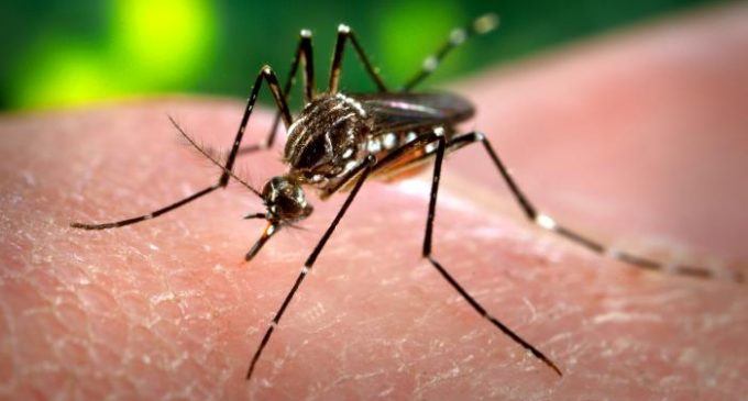 Primeira morte no RS por dengue acende sinal de alerta para importância de adotar hábitos preventivos