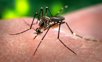 Vigilância encontra foco do Aedes Albopictus no Valverde