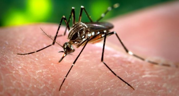 Prefeitura confirma terceiro caso de dengue