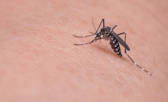 AEDES AEGYPTI : Autoridade afirma que mosquito já é doméstico