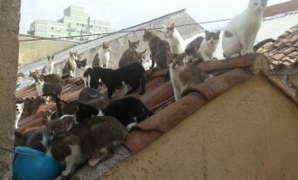 GATOS : Caça continua na Gonçalves Chaves