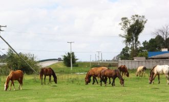 Hospedaria dispõe de oito equinos prontos para doação