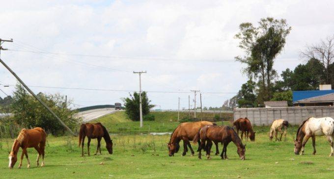 Hospedaria dispõe de oito equinos prontos para doação