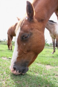 COMIDA é garantida aos cavalos recolhidos 