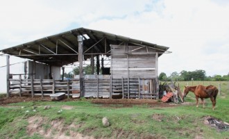 Hospedaria Municipal luta para  salvar animais maltratados