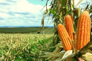 Crescimento do setor se deve ao desempenho da agricultura