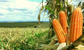 PIB agropecuário surpreende com alta de 1,8% em 2015