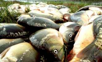 No RS, expectativa de venda de pescado na Semana Santa ultrapassa 3.200 toneladas