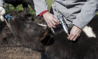 FEBRE AFTOSA : Produtores com até 10 animais receberão vacina de graça