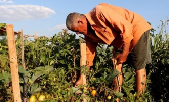 SEGURO AGRÍCOLA : Perdas em lavouras devem ser comunicadas imediatamente