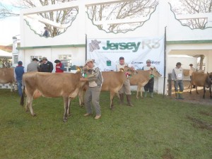 EVENTO reúne o que há de melhor da raça na região sul do Rio Grande do Sul