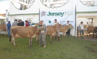 Começa a 2ª Feira Regional de Gado Jersey da Zona Sul