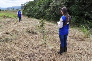 MUDAS nativas são plantadas entre Guaíba e Pelotas