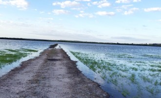 Clima causa preocupação para produtores de arroz do Sul