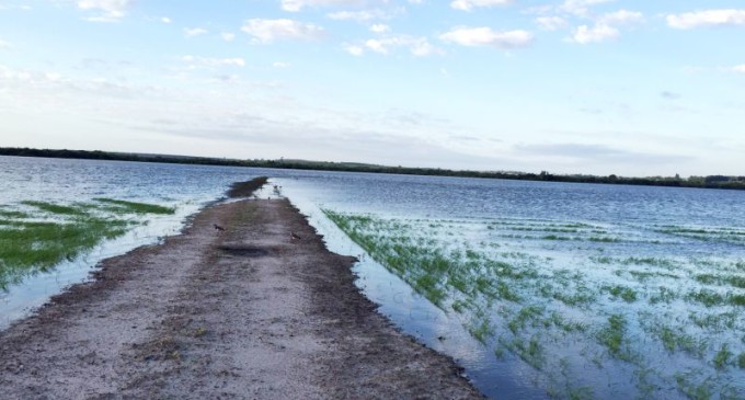 Clima causa preocupação para produtores de arroz do Sul