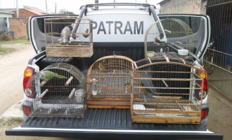 PATRAM apreende pássaros silvestres em Pelotas