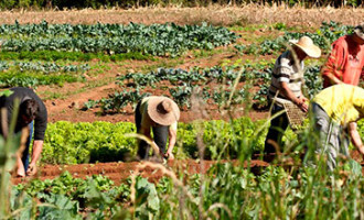 Consulta Popular: Região Sul elege como prioridade o desenvolvimento da agricultura familiar