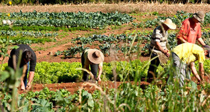 Consulta Popular: Região Sul elege como prioridade o desenvolvimento da agricultura familiar
