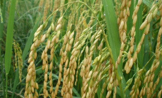 AGRICULTURA : Conab chama para comprar sementes de arroz orgânico